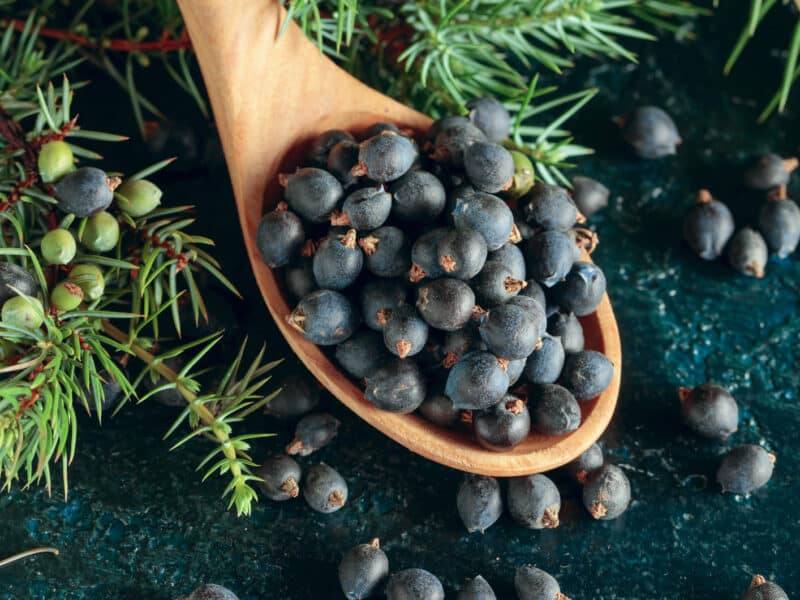 Erntezeit Wacholderbeeren