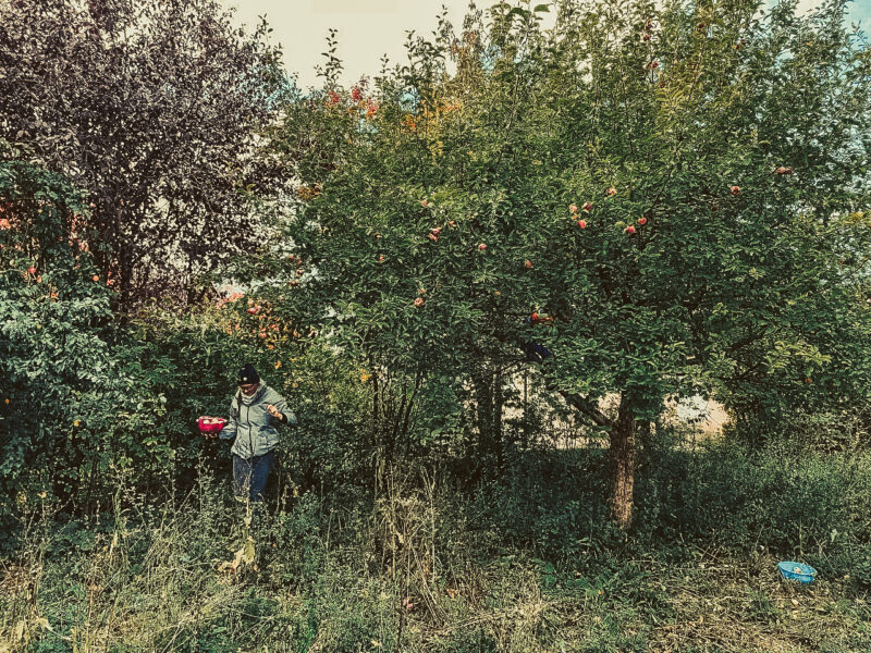 Melanie Sachs-Resch auf einer Wiese mit Bäumen im Herbst bei der Wildkräutersuche.