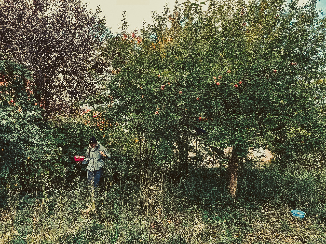Herbstliche Heilpflanzen aus der Rhön – mit Melanie Sachs-Resch